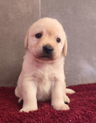 Les chiots de Labrador Retriever