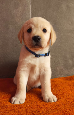 Les chiots de Labrador Retriever