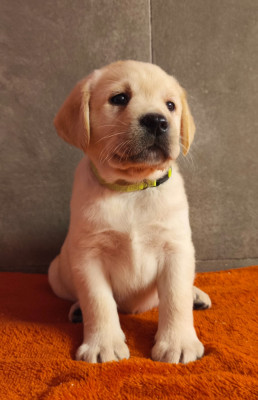 Les chiots de Labrador Retriever