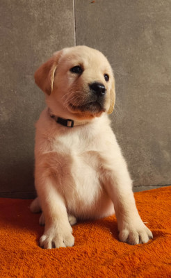 Les chiots de Labrador Retriever