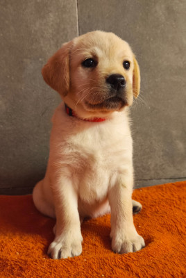 Les chiots de Labrador Retriever