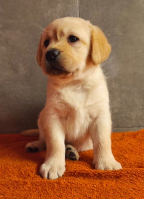 Les chiots de Labrador Retriever