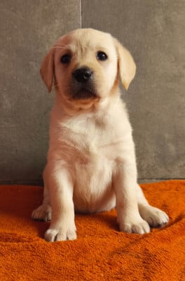 Les chiots de Labrador Retriever