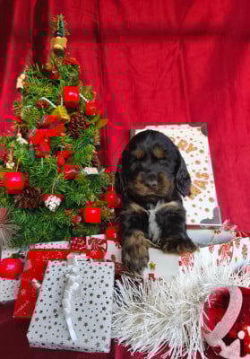 Les chiots de Cocker Spaniel Anglais