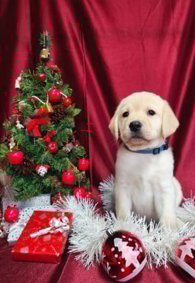 Les chiots de Labrador Retriever