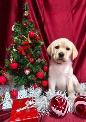 Les chiots de Labrador Retriever