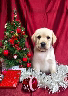 Les chiots de Labrador Retriever