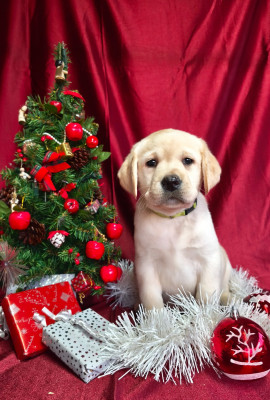Les chiots de Labrador Retriever