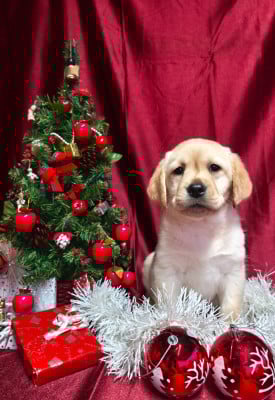 Les chiots de Labrador Retriever