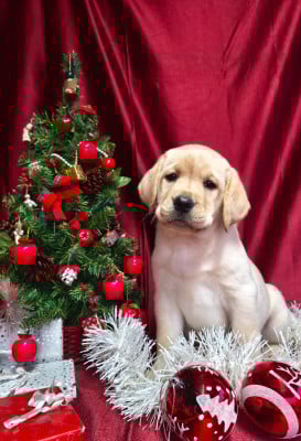Les chiots de Labrador Retriever