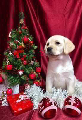Les chiots de Labrador Retriever