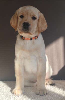 Les chiots de Labrador Retriever