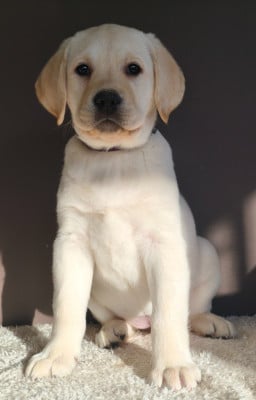 Les chiots de Labrador Retriever