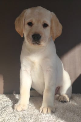 Les chiots de Labrador Retriever