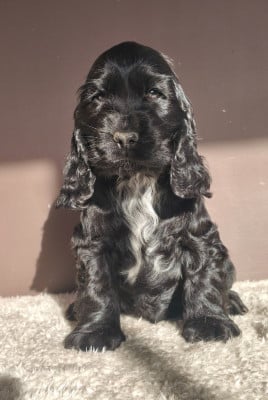 Les chiots de Cocker Spaniel Anglais