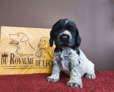 Les chiots de Cocker Spaniel Anglais