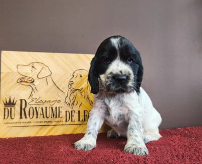 Les chiots de Cocker Spaniel Anglais