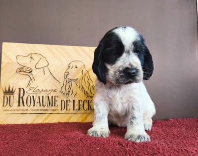 Les chiots de Cocker Spaniel Anglais