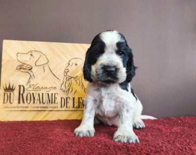 Les chiots de Cocker Spaniel Anglais