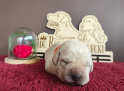 Les chiots de Labrador Retriever