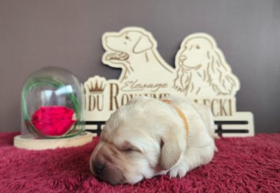 Les chiots de Labrador Retriever