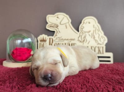 Les chiots de Labrador Retriever