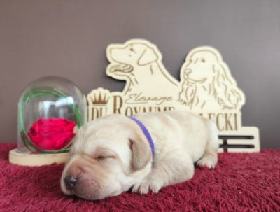 Les chiots de Labrador Retriever