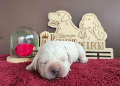 Les chiots de Labrador Retriever