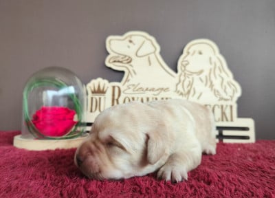 Les chiots de Labrador Retriever