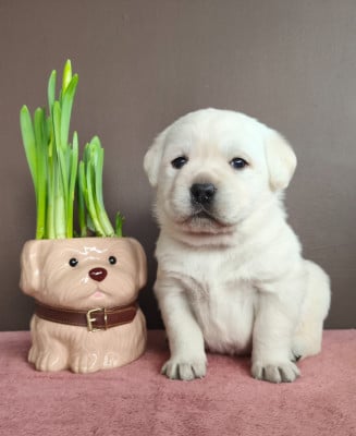Les chiots de Labrador Retriever