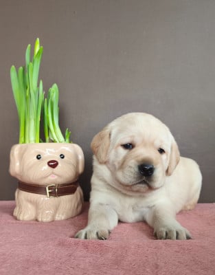 Les chiots de Labrador Retriever