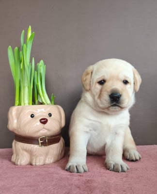 Les chiots de Labrador Retriever