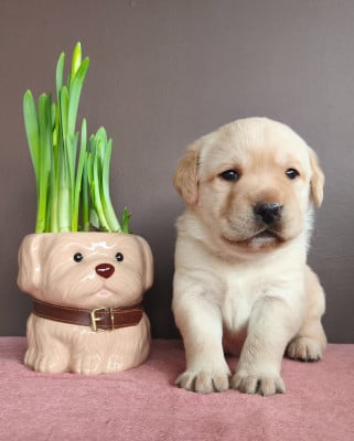 Les chiots de Labrador Retriever