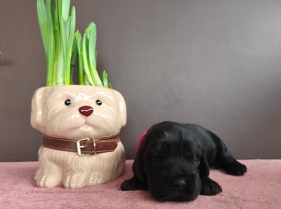 Les chiots de Cocker Spaniel Anglais