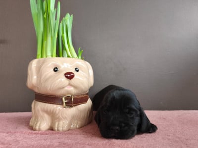 Les chiots de Cocker Spaniel Anglais