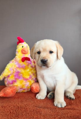 Les chiots de Labrador Retriever