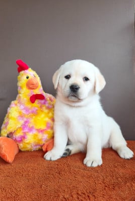 Les chiots de Labrador Retriever