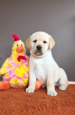 Les chiots de Labrador Retriever