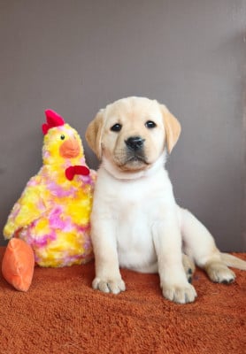 Les chiots de Labrador Retriever