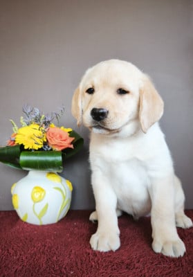 Les chiots de Labrador Retriever
