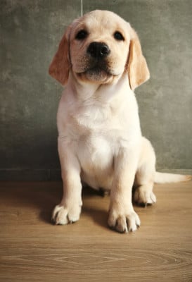 Les chiots de Labrador Retriever