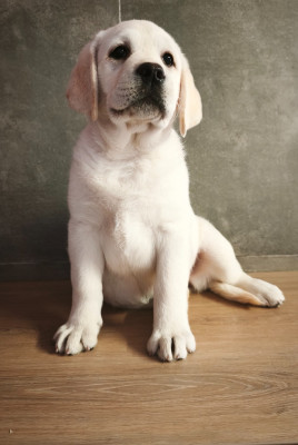 Les chiots de Labrador Retriever