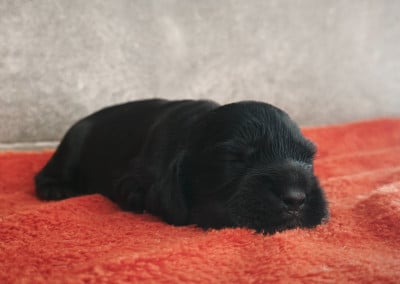Les chiots de Cocker Spaniel Anglais