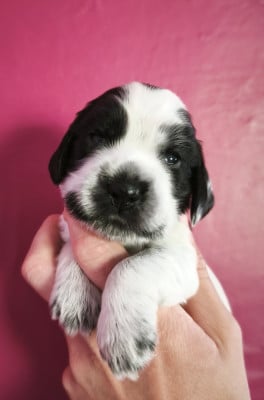 Les chiots de Cocker Spaniel Anglais