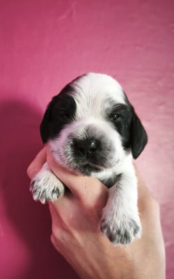 Les chiots de Cocker Spaniel Anglais