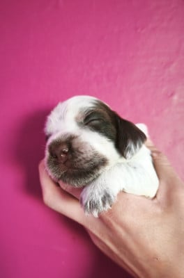 Les chiots de Cocker Spaniel Anglais