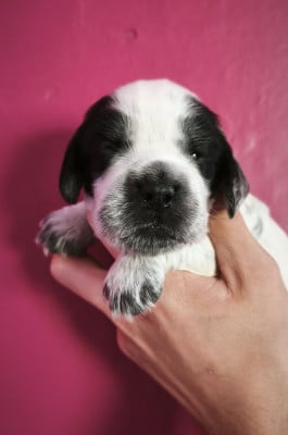 Les chiots de Cocker Spaniel Anglais