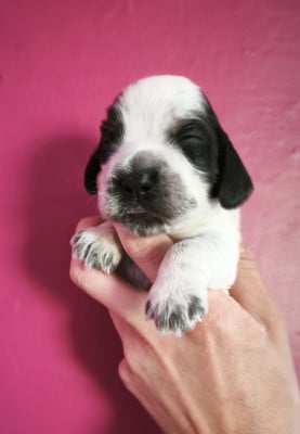 Les chiots de Cocker Spaniel Anglais