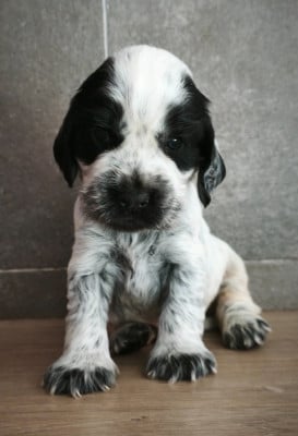 Les chiots de Cocker Spaniel Anglais