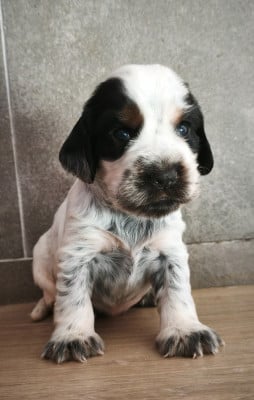 Les chiots de Cocker Spaniel Anglais